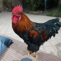 خروس مشکی