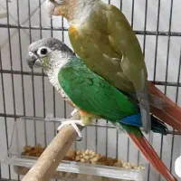 گرینچیک جفت مولد آناناسی ردویلوساید معاوضه باسنگال|پرنده|فردیس, منظریه|دیوار