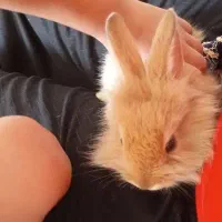 خرگوش لوپی|موش و خرگوش|تربتحیدریه, کوی شهید احمدزاده ملکی|دیوار