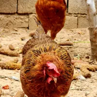 مرغ خروس تخمگذار|حیوانات مزرعه|بجنورد, |دیوار