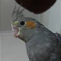 چهارعددعروس هلندی|پرنده|تهران, تهرانسر شمالی|دیوار