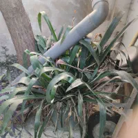 فروش گل و گیاه آپارتمانی و زینتی|گل و گیاه طبیعی|رشت, فلسطین|دیوار