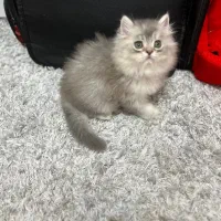 گربه بریتیش چینچیلا عروسکی|گربه|تهران, چیتگر جنوبی|دیوار