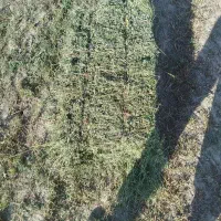 پرس یونجه سبز