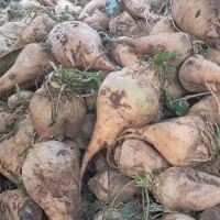 فروش چغندر برای مصرف دام