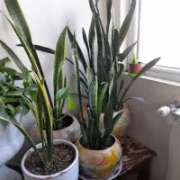 گل سانسوریا