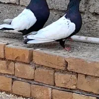 کبوتر رنگی|پرنده|اهواز, گلدشت|دیوار