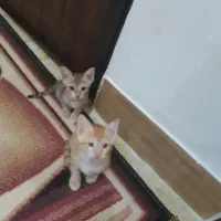 واگذاری دوتا توله گربه دوماهه رایگان
