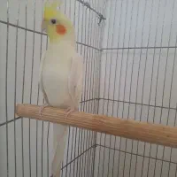 عروس هلندی سخنگو نر لونه پرنده لونه سفالی