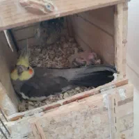 جفت عروس هلندی باجوجه