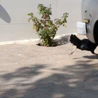 مرغ سالم|پرنده|خرمآباد, |دیوار