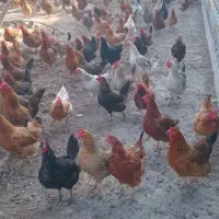 فروش‌مرغ‌تخم‌گذار