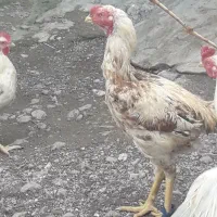 خروس|حیوانات مزرعه|مشگین شهر, |دیوار