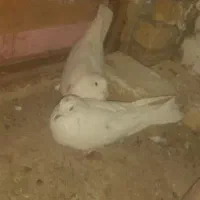 یک جفت کبوتر تهرانی ۲۰۰تومان|پرنده|شال, |دیوار