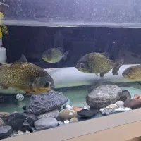 یک گله پیرانا بالغ ۸ عددی