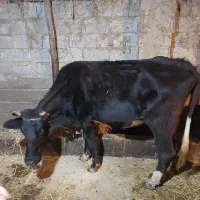 گاو و لیشه دورگ جوان