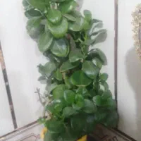 چنتا گل طبیعی به قیمت  2000 به فروش میرسد|گل و گیاه طبیعی|یاسوج, |دیوار