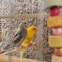 مرغ عشق خوش رنگ قمیت مناسب|پرنده|تهران, دکتر هوشیار|دیوار