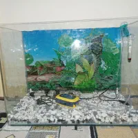 آکواریوم شیشه خمیده شرکتی با لوازم