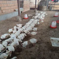 مرغ گوشتی