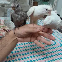 عروس هلندی البینو.|پرنده|فولادشهر, فولادشهر|دیوار