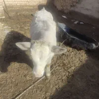 دو تا گاو شیری|حیوانات مزرعه|تکاب, |دیوار