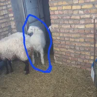 بره نره هیترو سفید|حیوانات مزرعه|سده (خراسان جنوبی), |دیوار