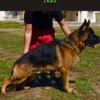 فروش سگ ژرمن شپرد ماده ۶ ماه|سگ|کرمان, |دیوار