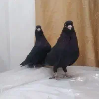 کبوتر صرب اصل|پرنده|صدرا-فارس, فاز ۱|دیوار