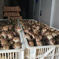 جوجه بوقلمون یک روزه و تخم نطفه دار