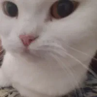 گربه