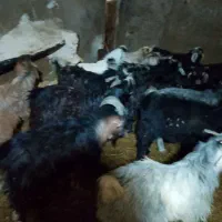 بزغاله نر چاق