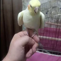 عروس هلندی لوتینو اهلی