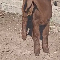 گوسفند  بزغاله اصل پاکستانی