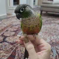 گرینچیک|پرنده|تهران, سازمان آب|دیوار