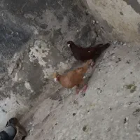نیومده سرخ زرد کبوتر