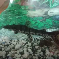 ماهی کت دراگون|ماهی|زابل, |دیوار