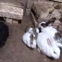 خرگوش|موش و خرگوش|تربت جام, باغ سنگان سفلی|دیوار