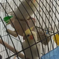 یه جفت عروس هلندی نر ماده|پرنده|سبزوار, مدرس|دیوار