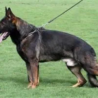 واگذاری مالینویز