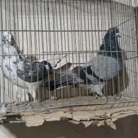 کفتر تهرانی|پرنده|آبیک, |دیوار