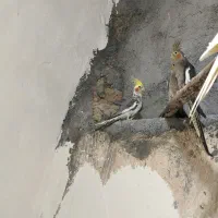 عروس هلندی کاملا سالم و خانگی|پرنده|مبارکه, |دیوار