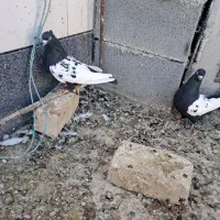 کفتر|پرنده|شیراز, فرودگاه شهید دستغیب شیراز|دیوار