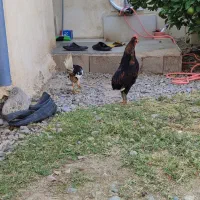 خروس گلین اصل