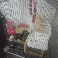 عروس هلندی جفت مولد وسخنگو