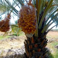 قصب تازه