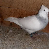 طوقی ابری|پرنده|کرج, گوهردشت|دیوار