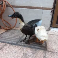 اردک واکسن خورده