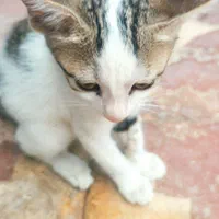 واگذاری بچه گربه|گربه|شیراز, شهرک مهدی‌آباد|دیوار