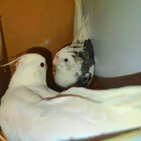 جفت مولد عروس هلندی آلبینو و آلبینو دوکت|پرنده|بم, |دیوار